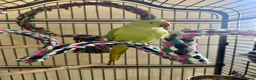 Ringnecks birds for sale: Indian ring neck FEMALE  - Advert 2