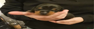 Miniature Dachshund 2