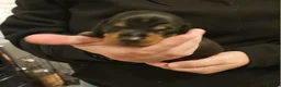 Miniature Dachshund dogs for sale: Miniature Daschund puppies 5 male - Advert 19