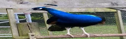 Peafowl poultry for sale: Peacock - Indian Blue in Worcester - Advert 4