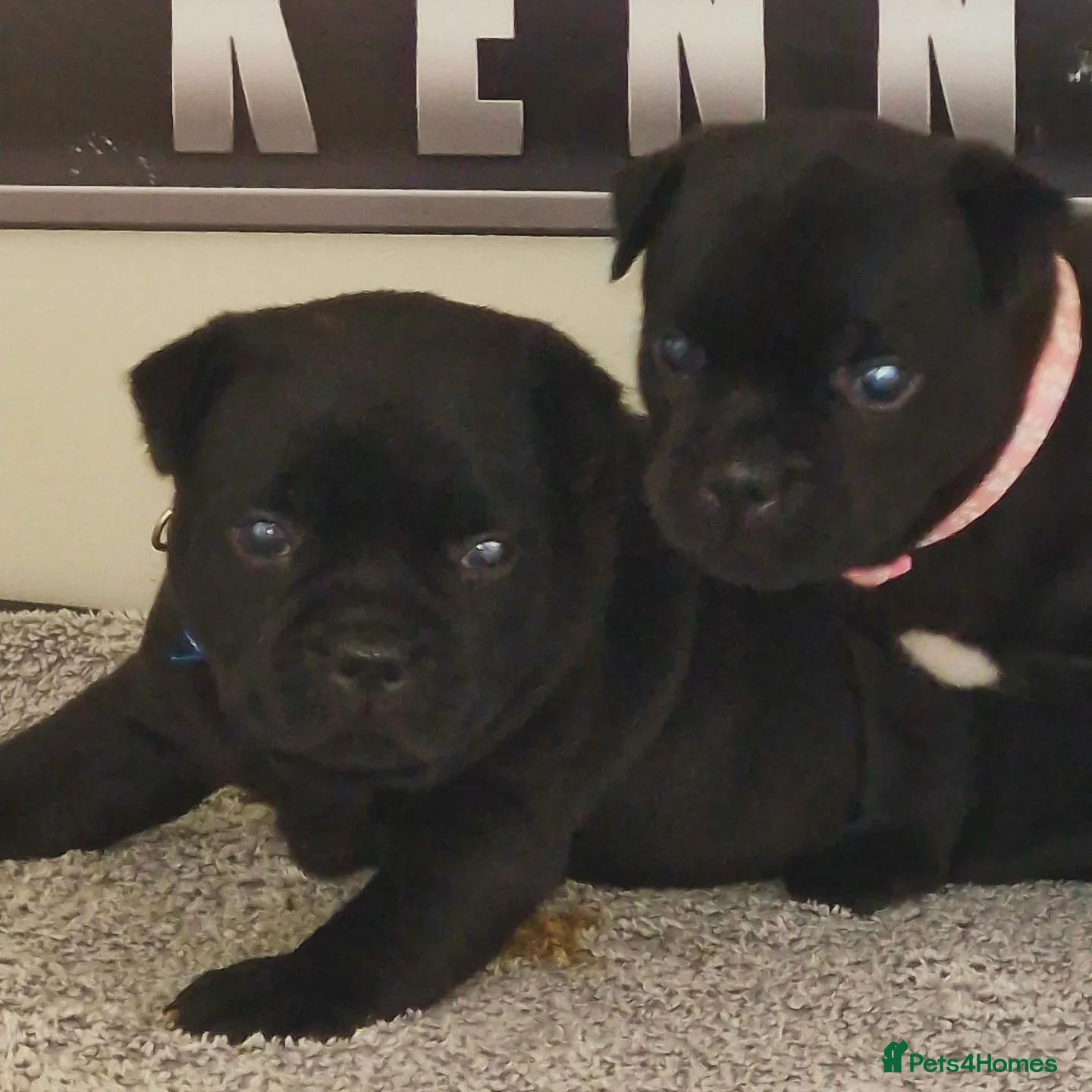 Staffordshire Bull Terrier dogs Kassius Staffordshire bull terrier pups for sale  - Advert 7