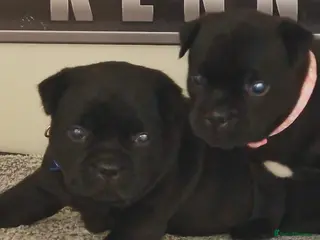 Staffordshire Bull Terrier dogs Kassius Staffordshire bull terrier pups for sale - Advert 7