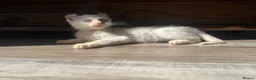 Mixed Breed cats for sale: Beautiful boy - Advert 13