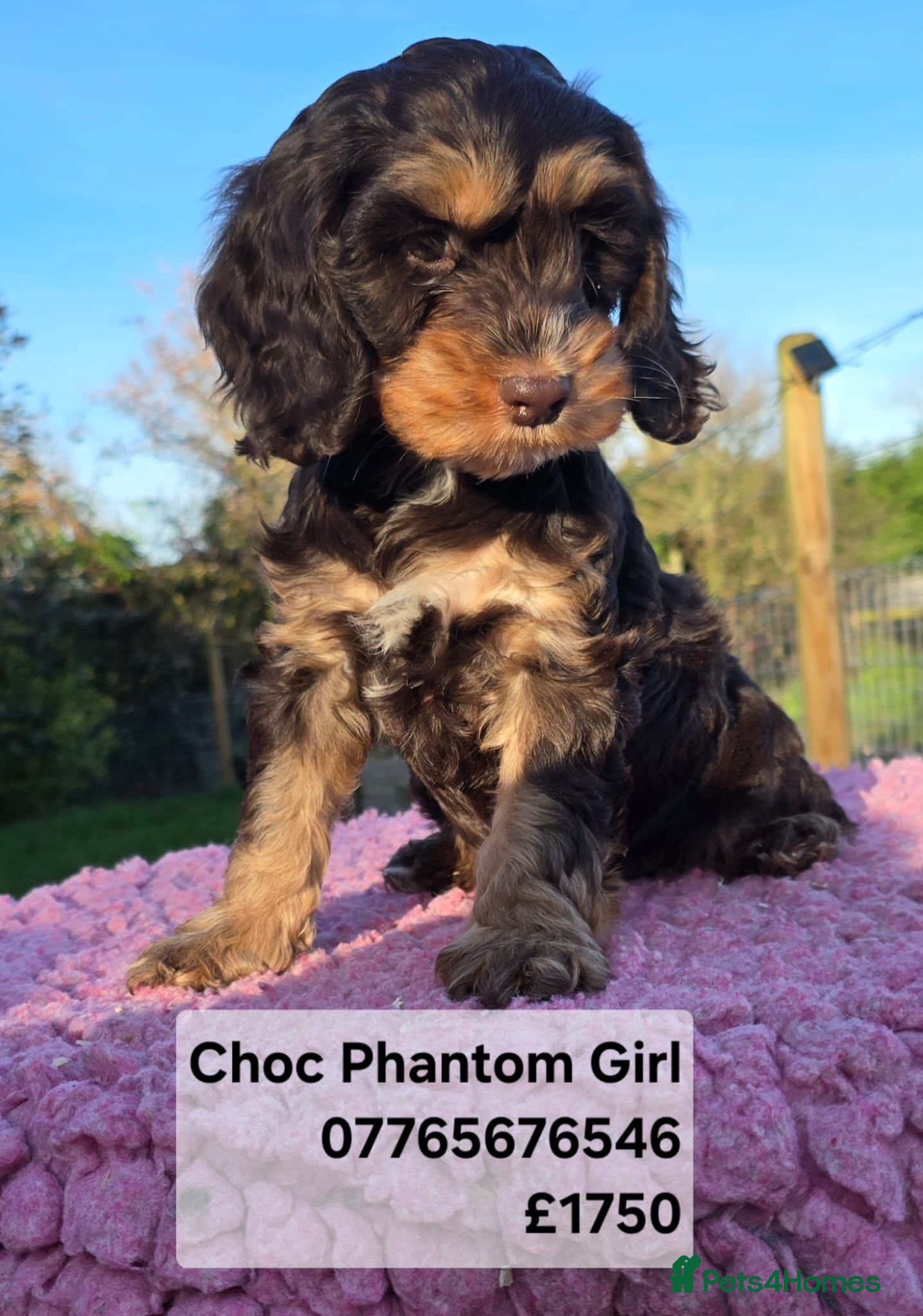 Cockapoo dogs Quality Cockapoo Puppies Licenced Domestic Breeder - Advert 6
