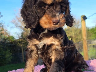 Cockapoo dogs Quality Cockapoo Puppies Licenced Domestic Breeder - Advert 7
