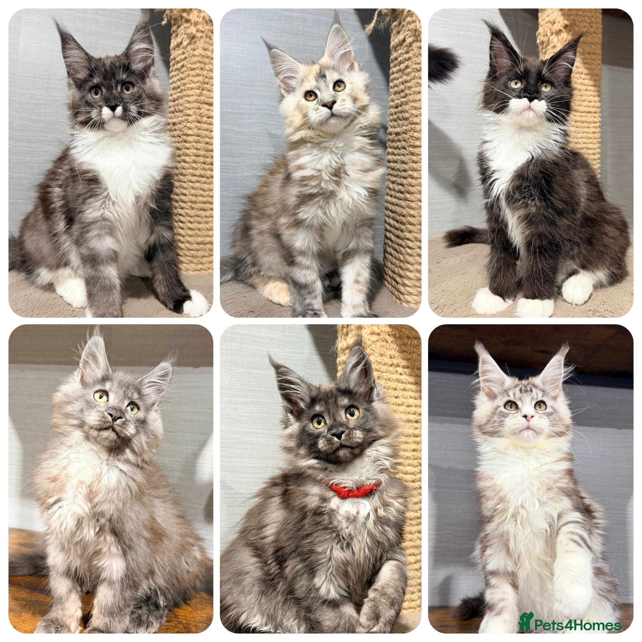Maine Coon cats TICA registered Maine coon kittens READY NOW - Advert 1