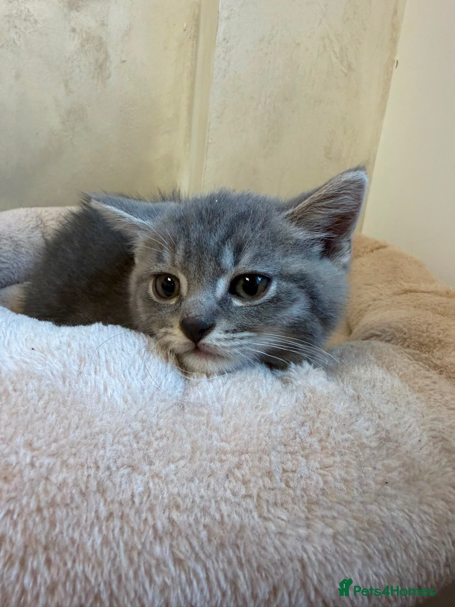 Mixed Breed cats British shorthair cross kittens ready togo now!  - Advert 2