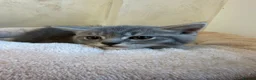Mixed Breed cats for sale: BSH CROSS KITTENS  in Peterborough - Advert 4