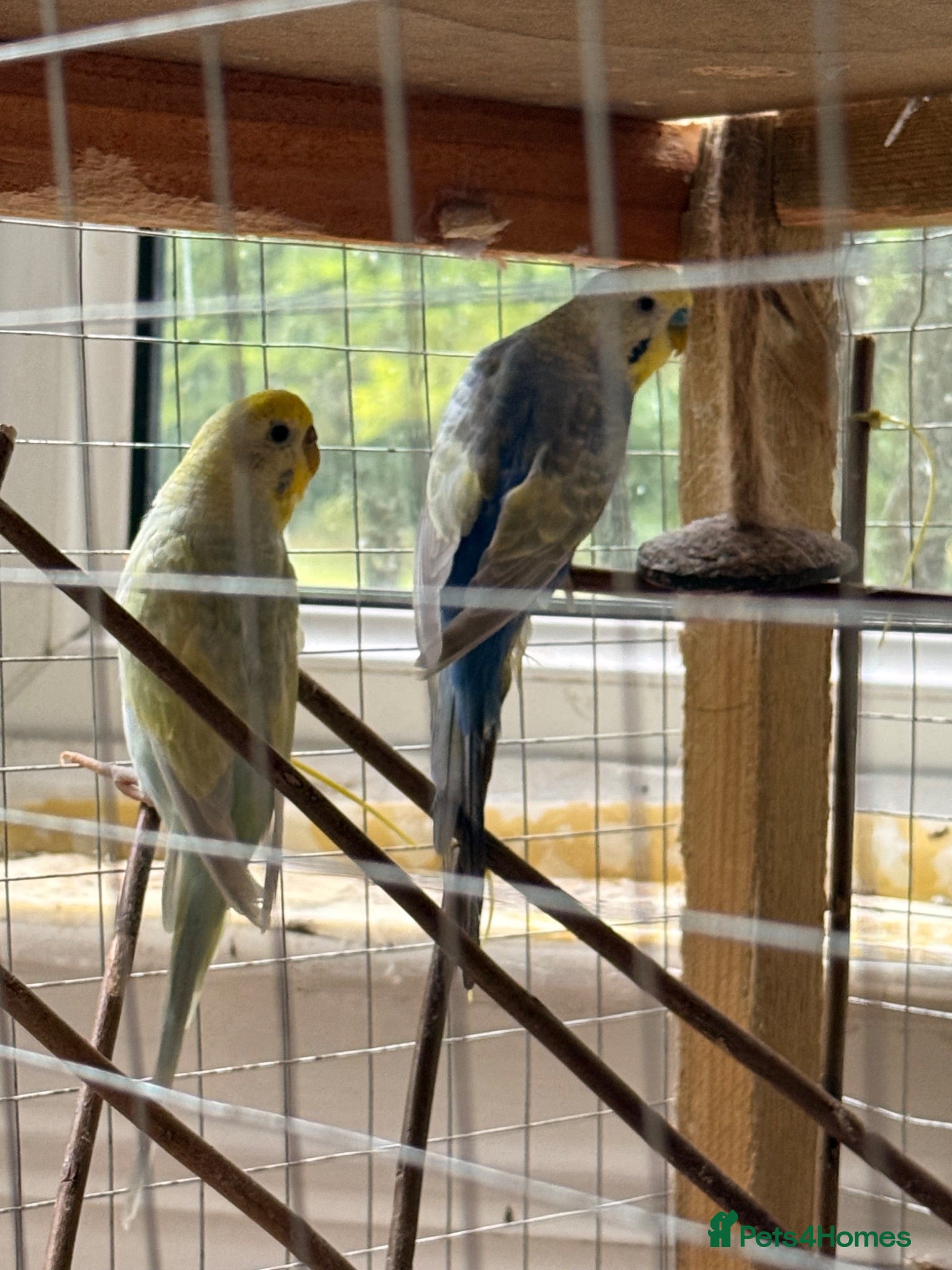 Budgerigars birds Leeds Hyde park Road - Advert 2