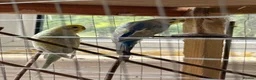 Budgerigars birds for sale: Leeds Hyde park Road - Advert 1