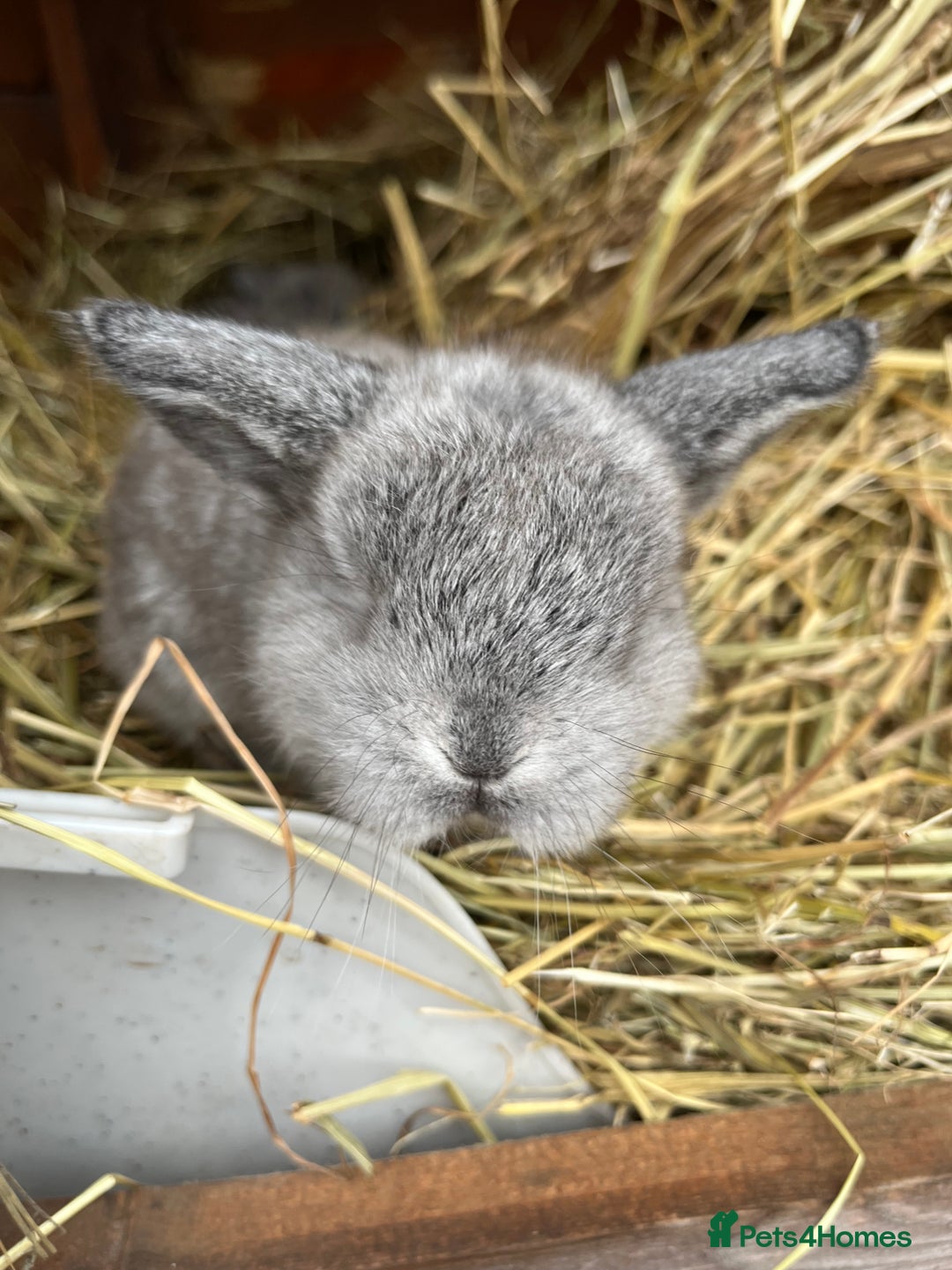 Mini Lop rabbits for sale: 5 mini lop babies available to leave 10/02/26  - Advert 4