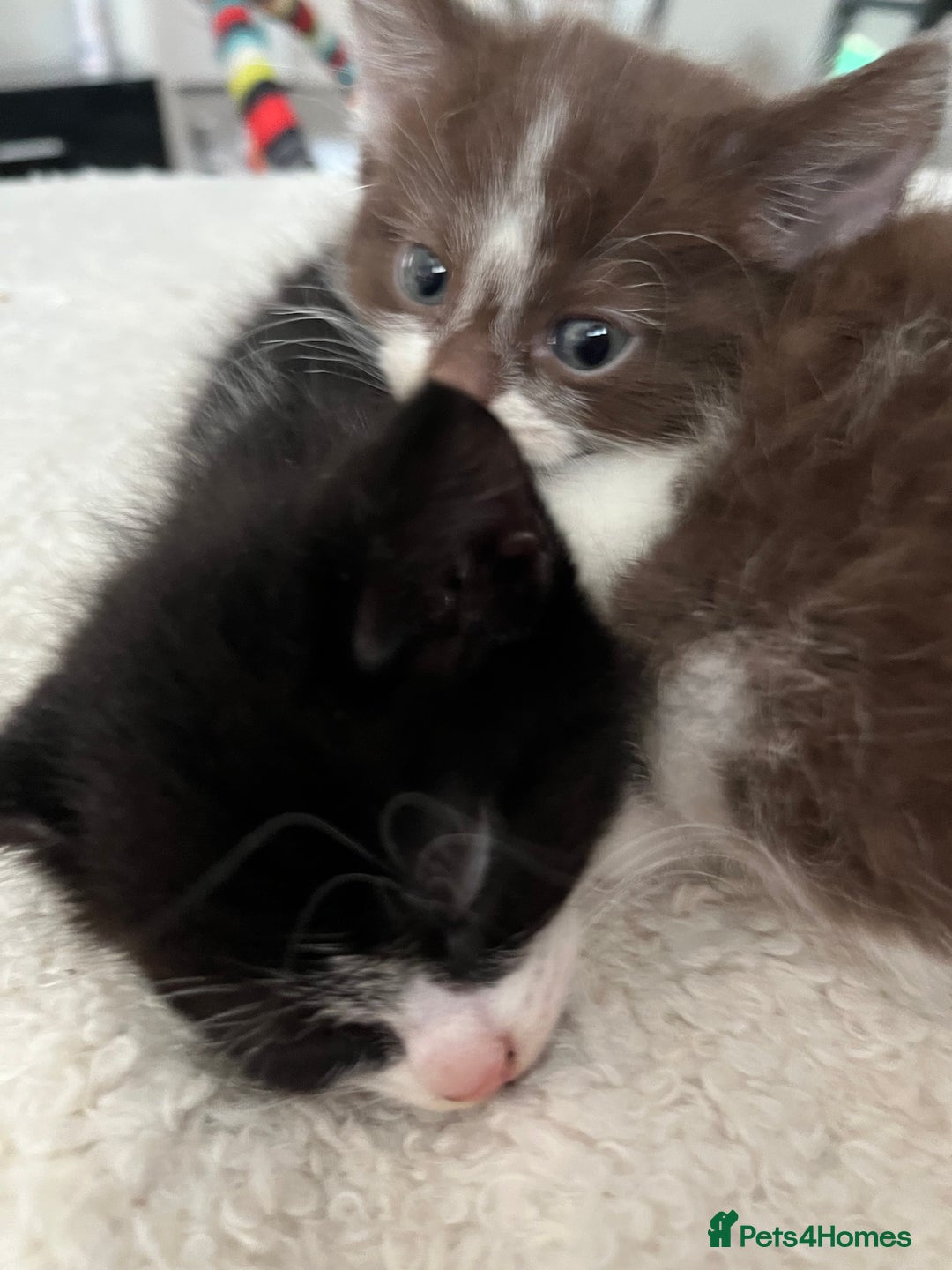 British Shorthair cats for sale: Beutiful kittens for sale  - Image 1