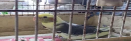 Cockatiels birds for sale: Baby  Cockatiels for sale - Advert 2