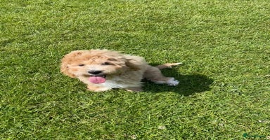 Maltipoo dogs - Advert 16