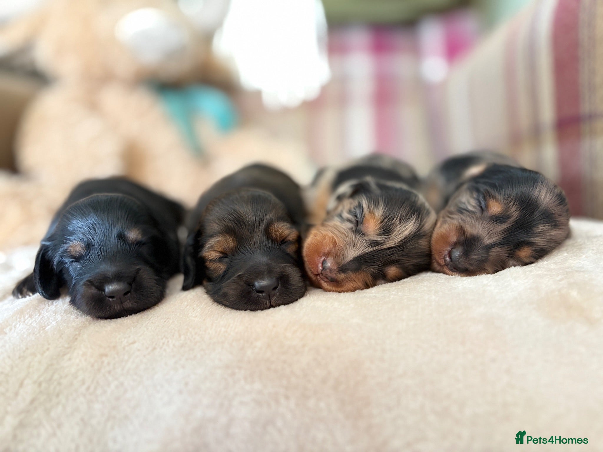 Miniature Dachshund dogs     Exceptional KC Long Haired Mini Dachshunds🤍 - Advert 2