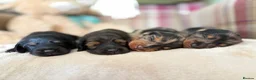 Miniature Dachshund dogs for sale:     Exceptional KC Long Haired Mini Dachshunds🤍 - Advert 2
