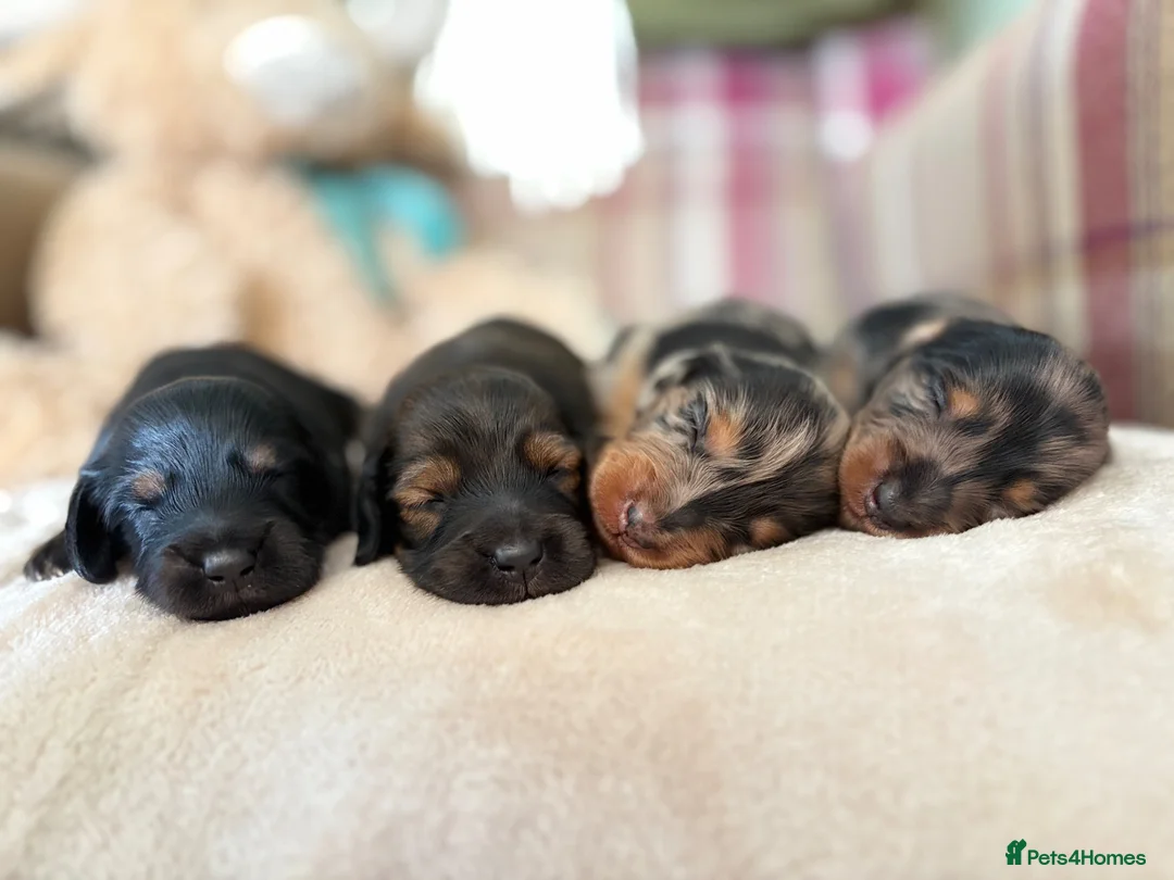Miniature Dachshund dogs for sale:     Exceptional KC Long Haired Mini Dachshunds🤍 - Advert 2
