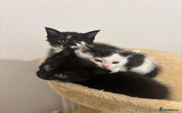 British Shorthair cats for sale: Kittens for sale  - Image 9