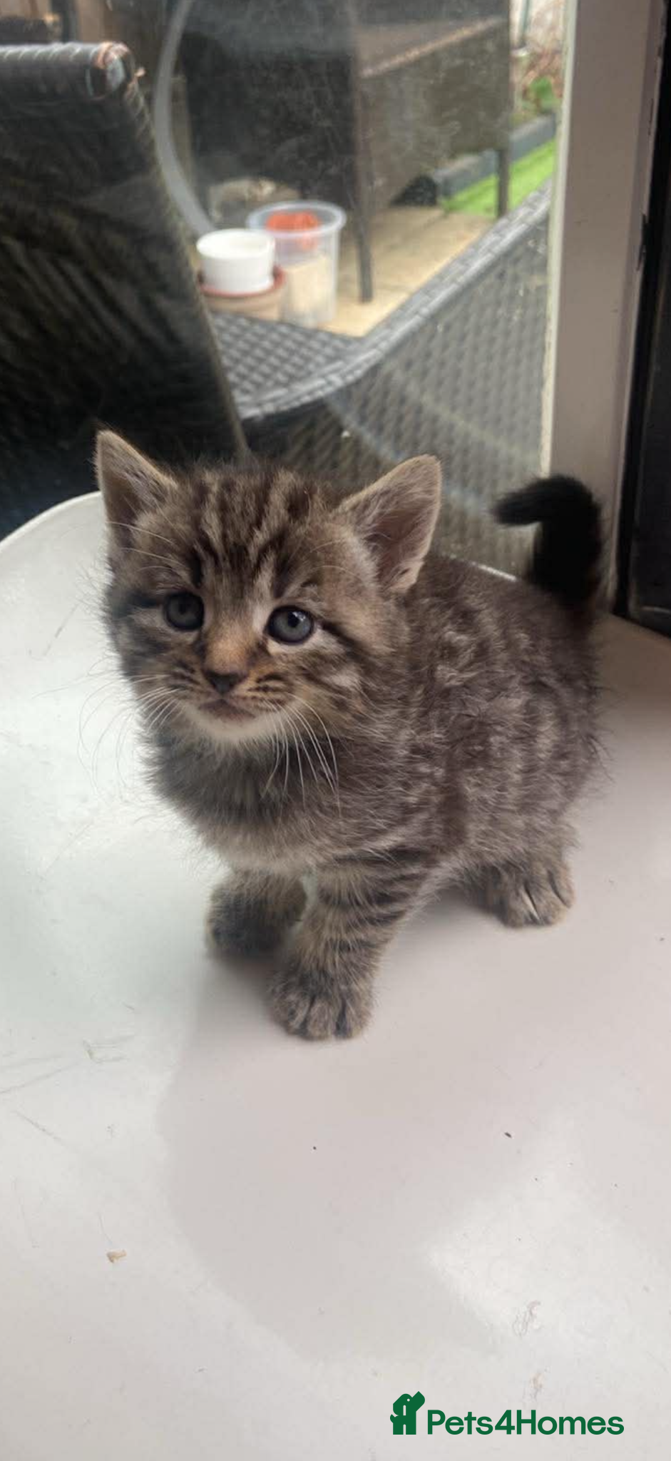 Aegean cats Tabby’s Cats  - Advert 1