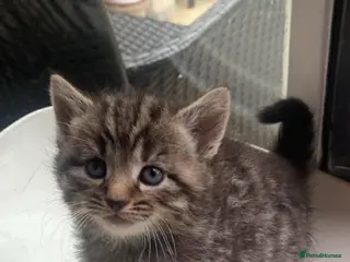 Aegean cats for sale: Tabby’s Cats - Advert 1