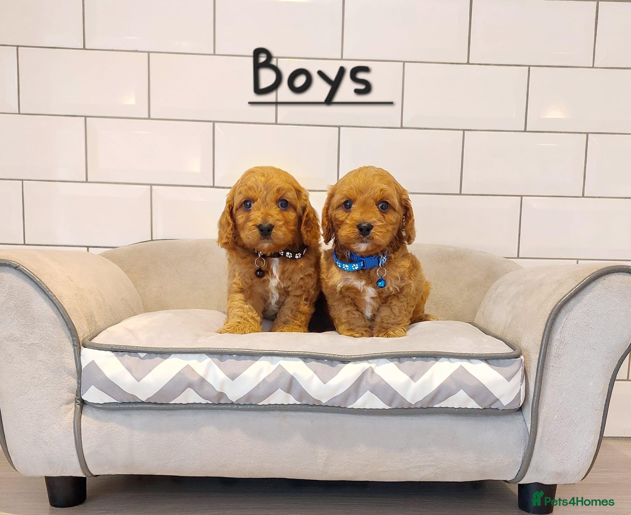 Cavapoo dogs F1 Cavapoo puppies 💝 - Advert 1