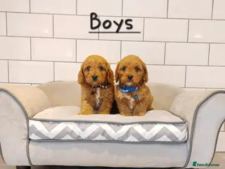 Cavapoo dogs F1 Cavapoo puppies 💝 - Advert 1