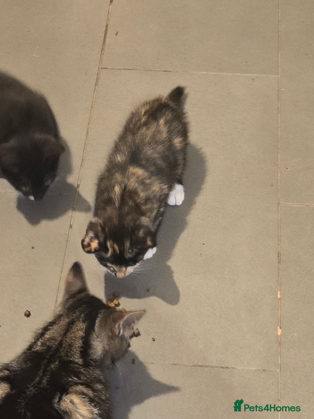 British Shorthair cats for sale: 2 kittens available now. B/w and calico - Image 2