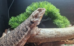 Bearded Dragon reptiles for sale: Stunning 1 yr old male bearded dragon - Image 2