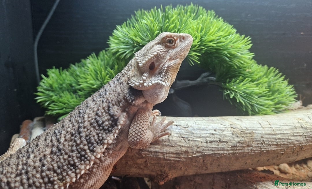 Bearded Dragon reptiles for sale: Stunning 1 yr old male bearded dragon - Image 2