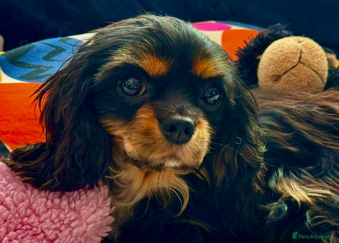 Cavalier King Charles Spaniel dogs for adoption: Button’s Story: From Despair to Love - Image 8