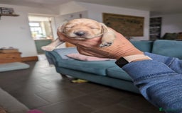 Labradoodle dogs for sale: Adorable Labradoodle puppies - Advert 5