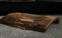 Bearded Dragon reptiles for sale: Reptile accessories and vivarium available - Advert 6