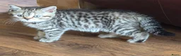 British Shorthair cats for sale: Gorgeous British Shorthair  - Advert 3