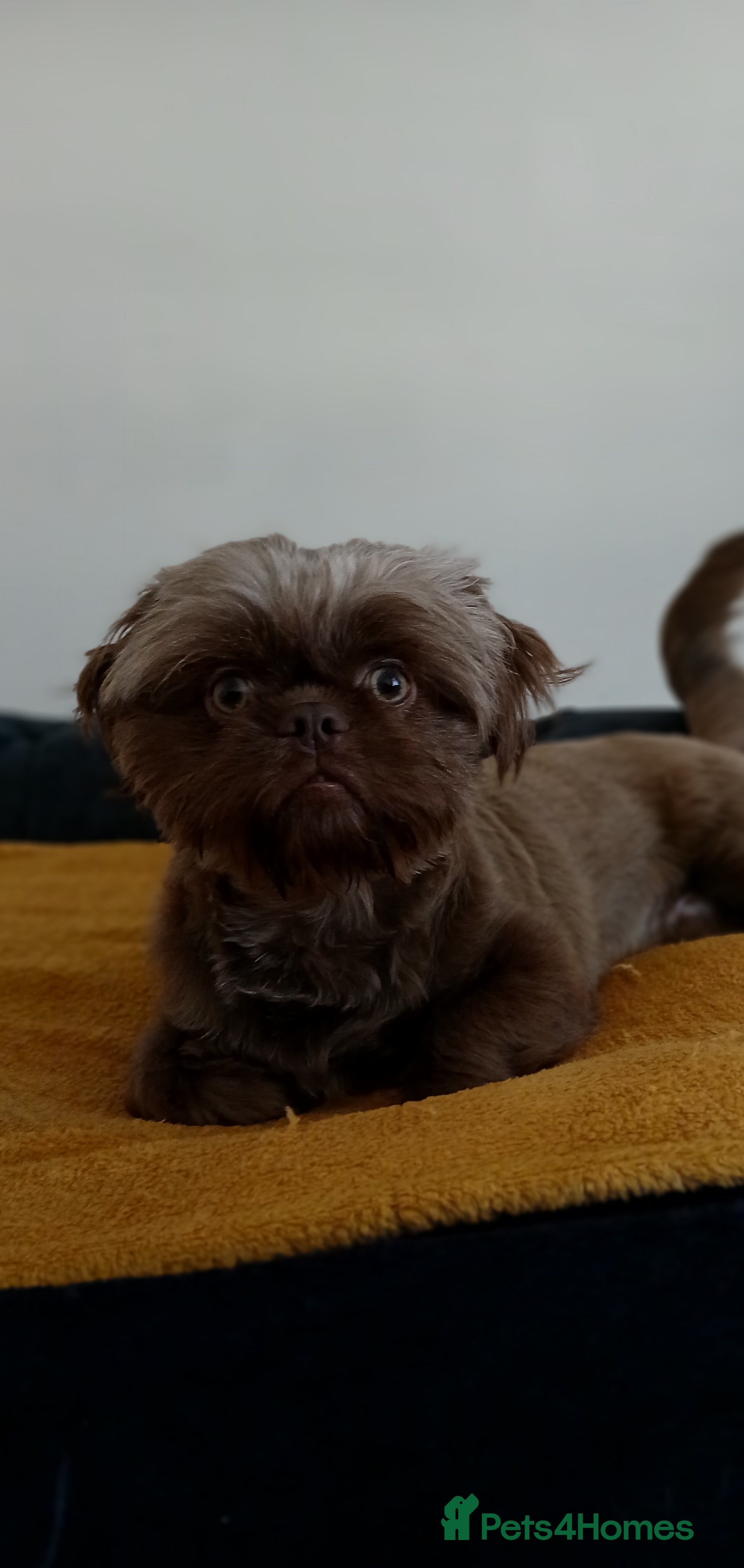 Shih Tzu dogs Frankenstein imperial shih szu stud - Advert 1