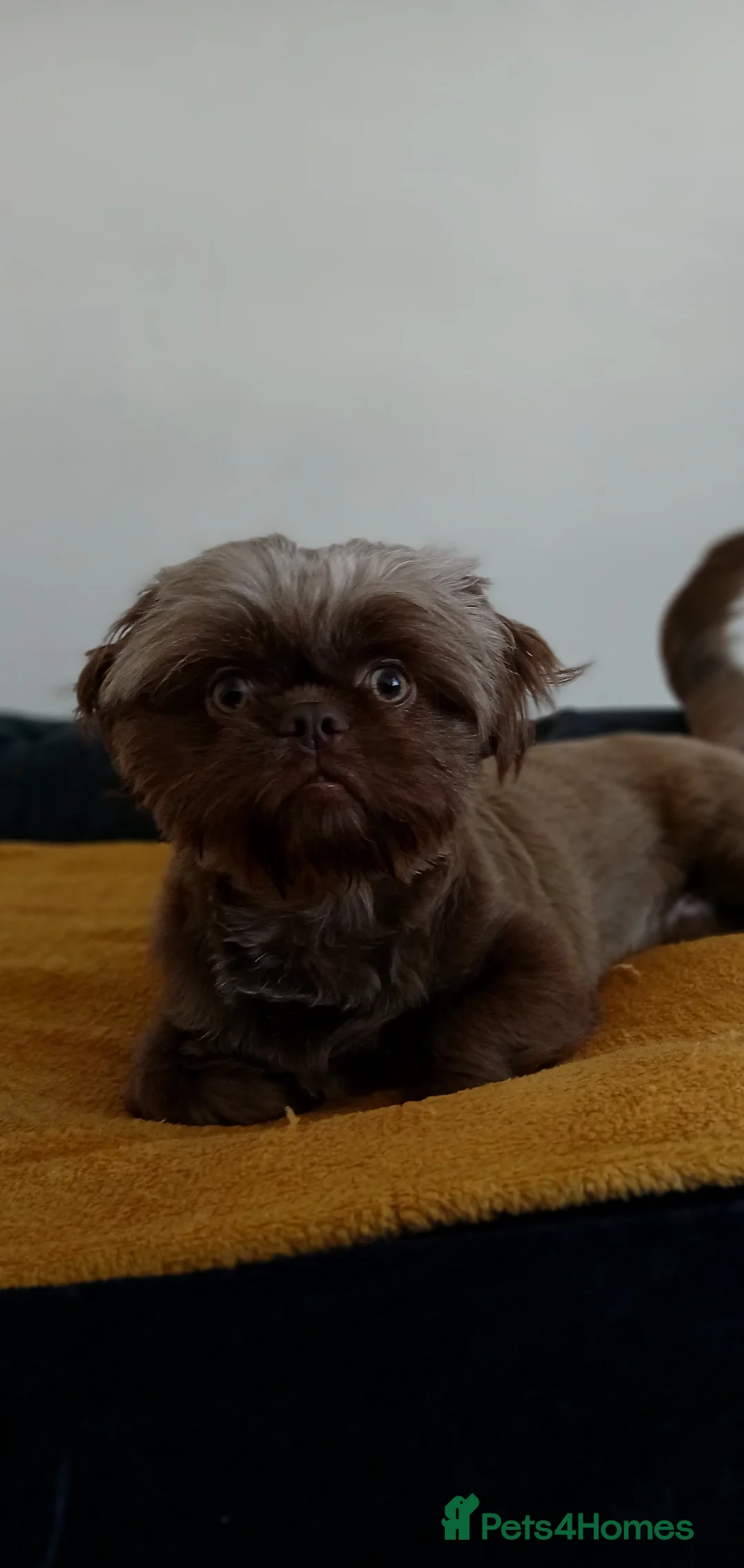 Shih Tzu dogs for stud: Frankenstein imperial shih szu stud - Advert 1