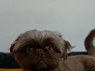 Shih Tzu dogs Frankenstein imperial shih szu stud - Advert 1