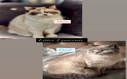 British Shorthair cats for sale: Colourpoint/tortie British shorthair kittens  - Advert 8