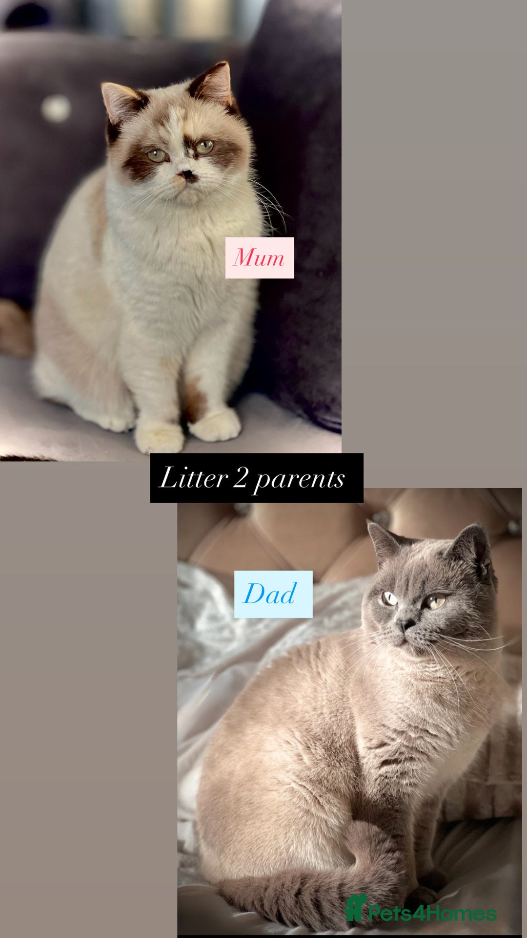 British Shorthair cats for sale: Colourpoint/tortie British shorthair kittens  - Advert 8