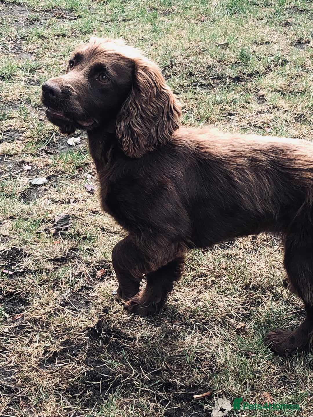 Cocker Spaniel dogs for sale: 2 bitches left - Advert 3