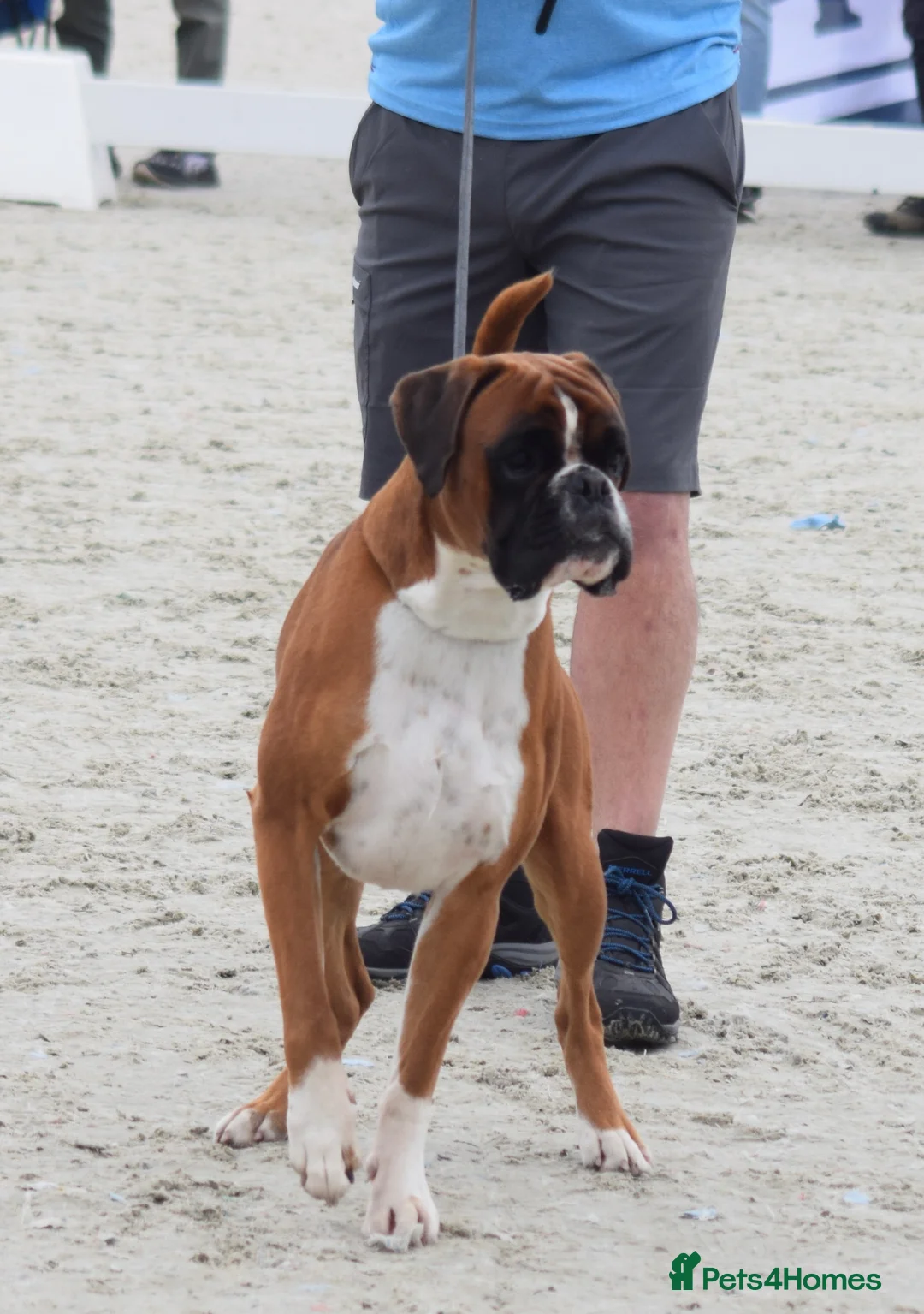 Boxer dogs for stud: Fully Health tested euro / kc reg Boxsanuk Gelso  in Newcastle upon Tyne - Advert 12