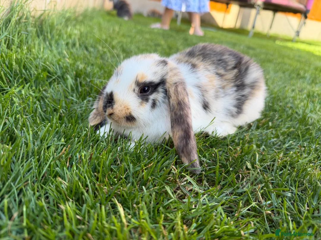 Mini Lop rabbits for sale: Mixed Mini Lop baby rabbits  in Maidstone - Advert 13
