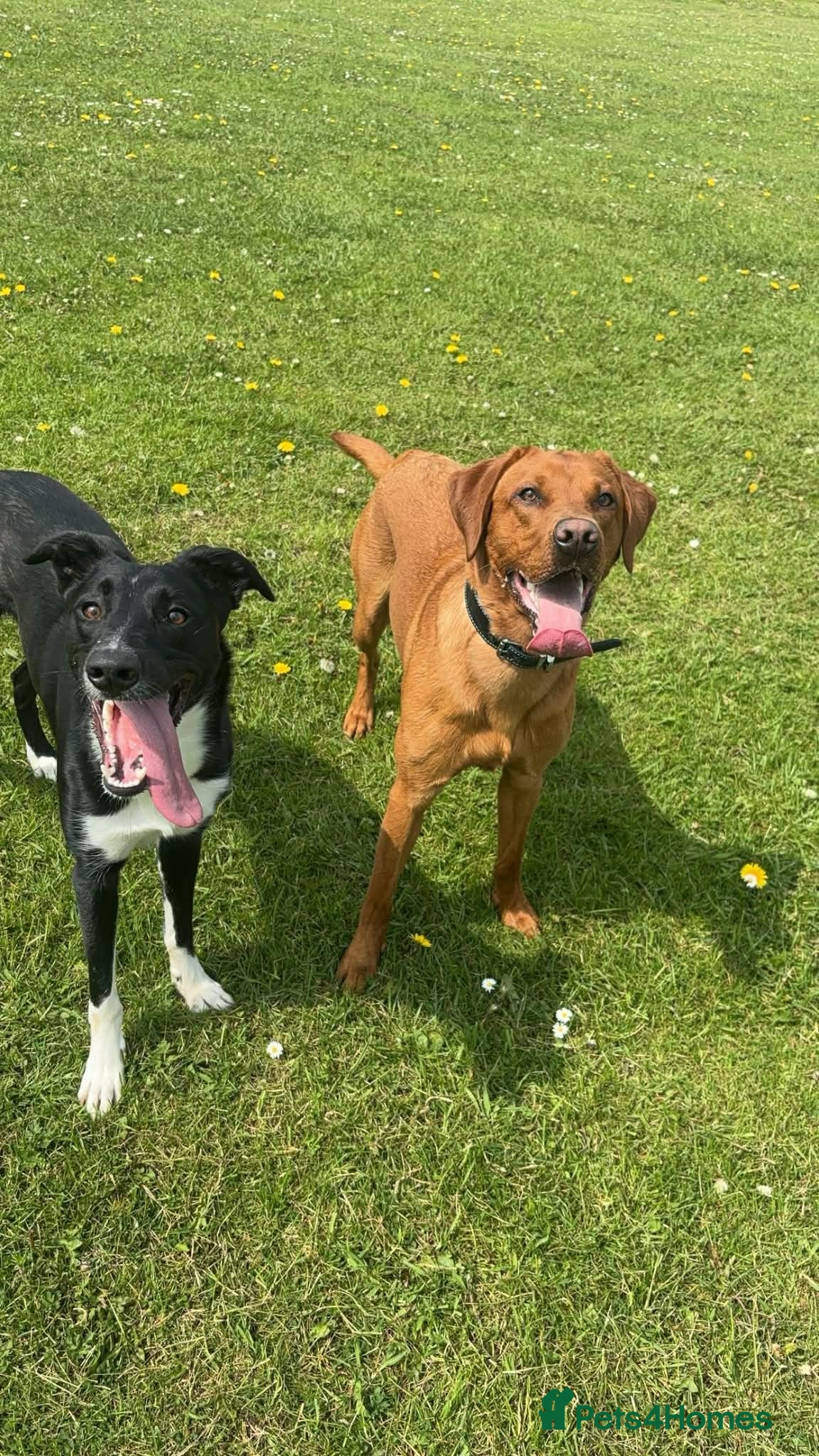 Labrador Retriever dogs for stud: Red fox lab - Advert 2