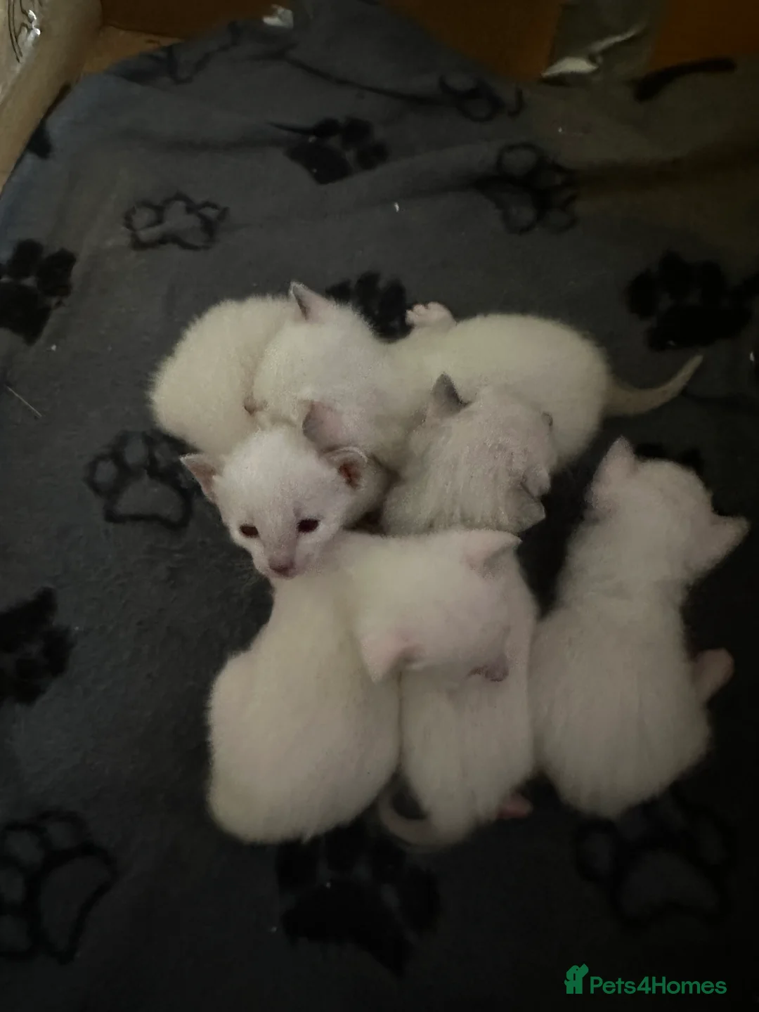 Siamese cats for sale: Siamese kittens - Advert 8