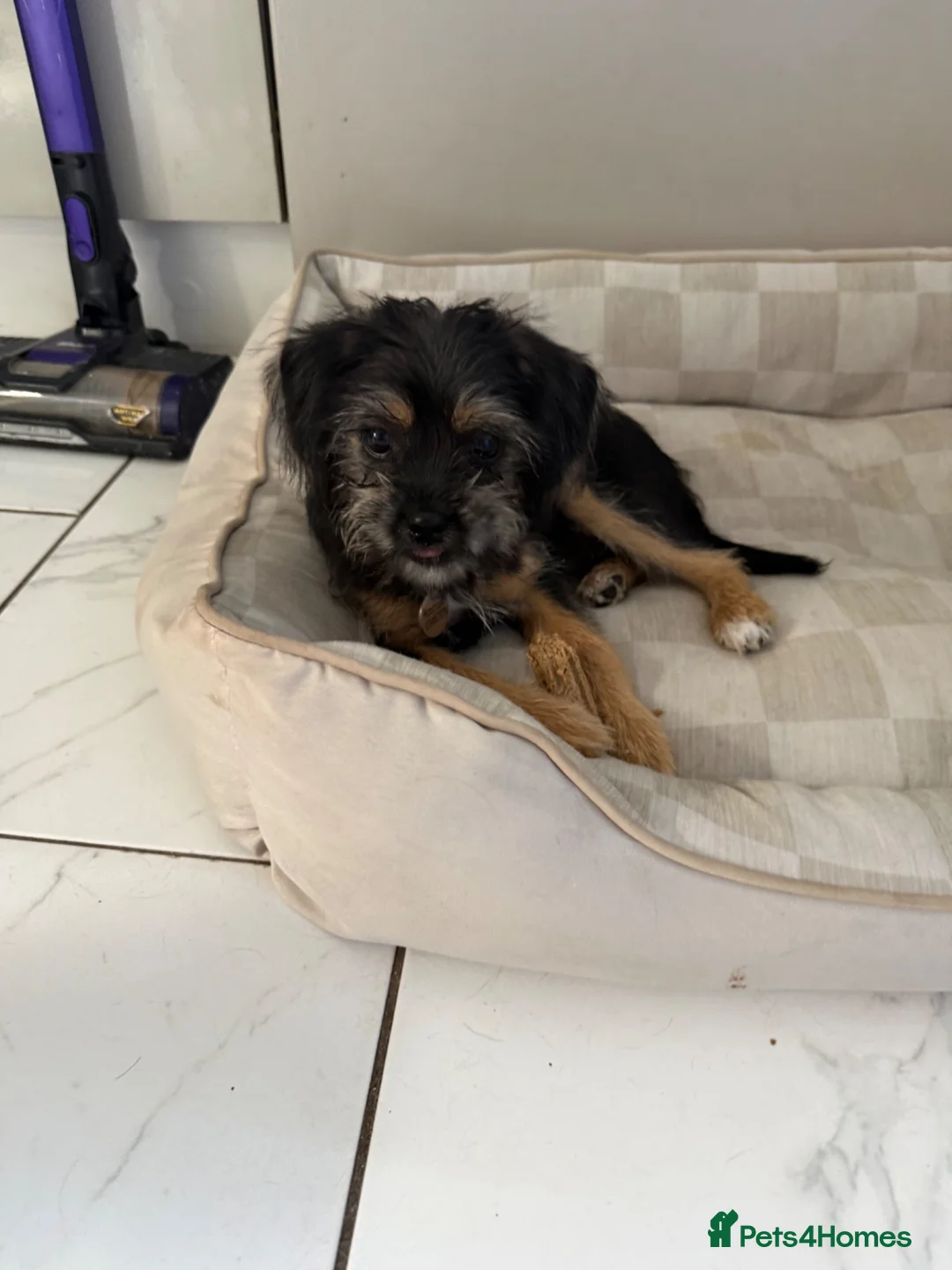 Mixed Breed dogs for sale: 2 Female Puppies - Advert 8