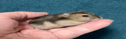 Hamster rodents for sale: Baby Winter White Russian hamsters (pure bred). - Advert 10