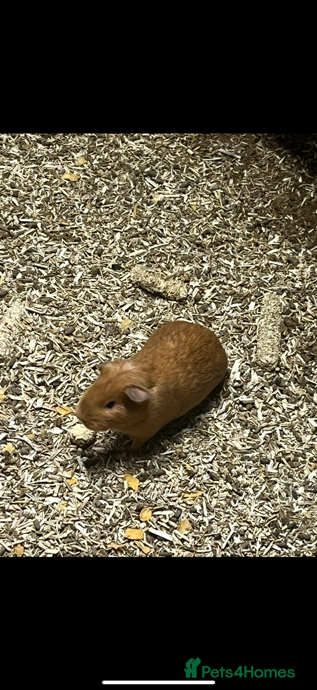 Guinea Pig rodents for sale: Guinea pigs 🐹 - Advert 13