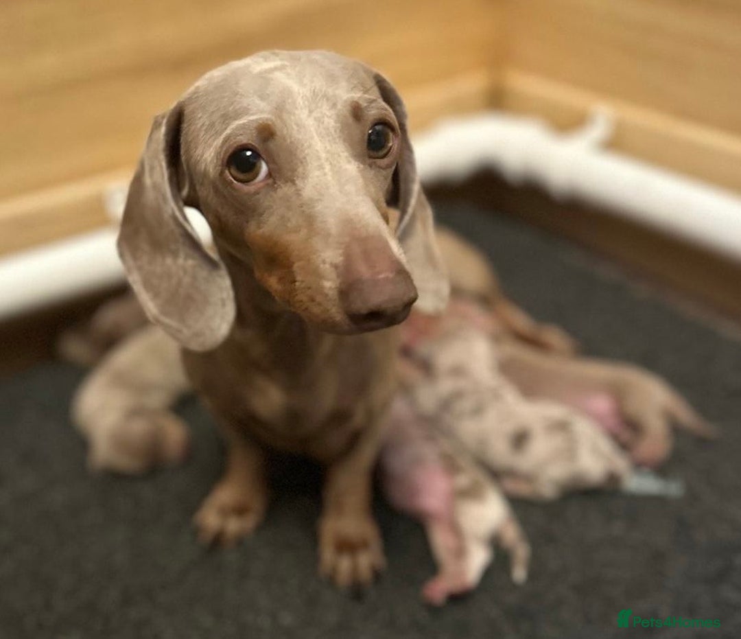 Miniature Dachshund dogs for sale: KC Miniature Isabella Dachshunds PRA Clear - Image 11
