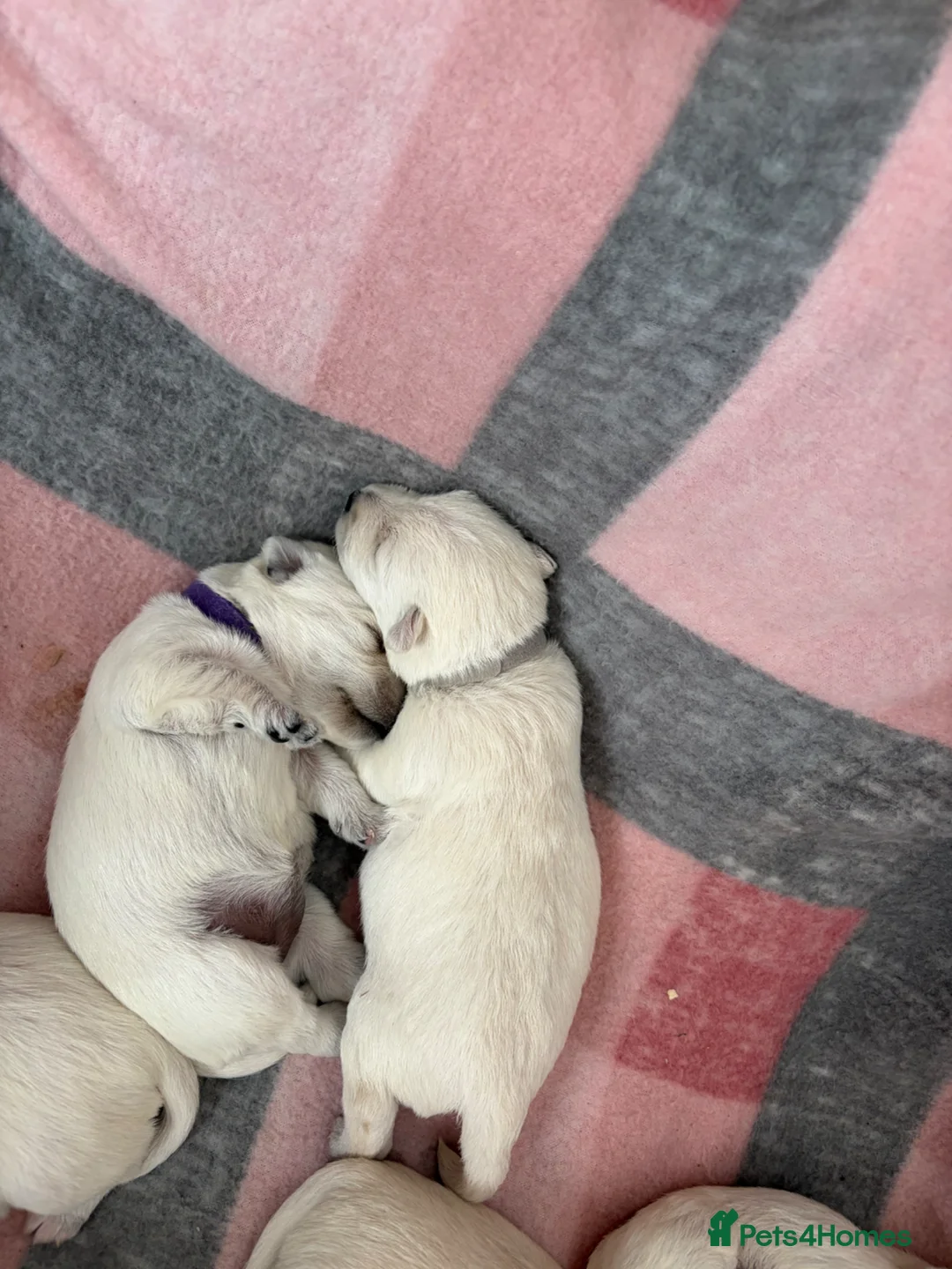 West Highland Terrier dogs for sale: 4 Gorgeous Westie puppies for sale  - Advert 11