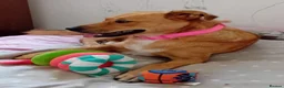 Mixed Breed dogs for adoption: 🐶🐱 BELLA & MINNIE - A BEAUTIFUL FRIENDSHIP  🐾❤️ - Advert 13