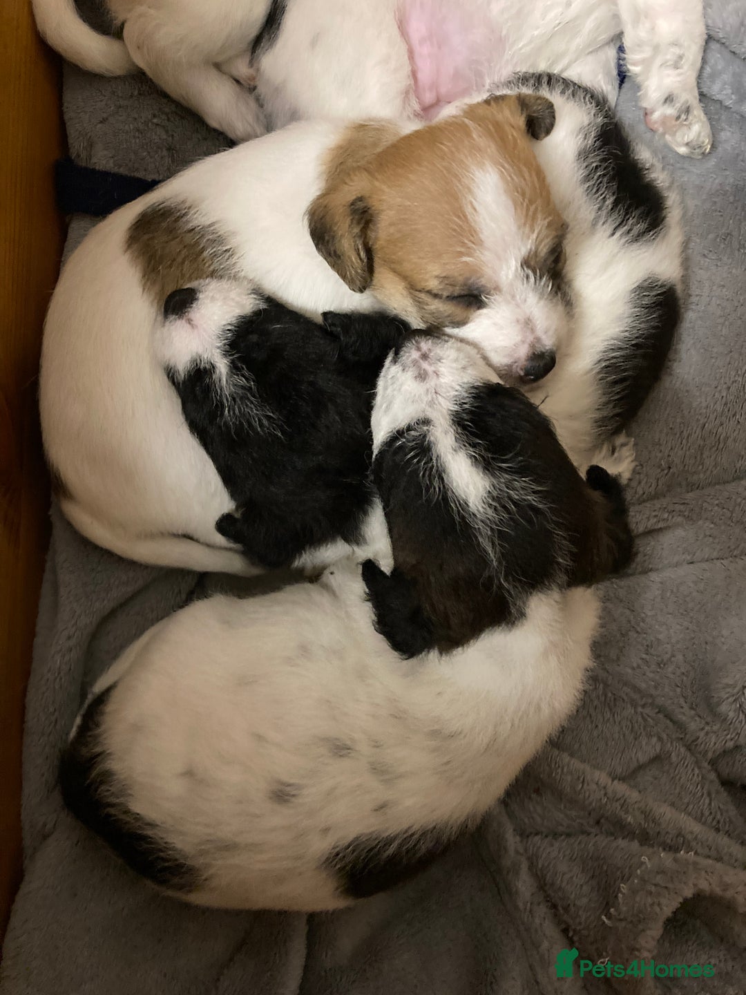 Jackapoo dogs for sale: @@GORGEOUS JACKAPOO PUPPIES@@ - Image 3